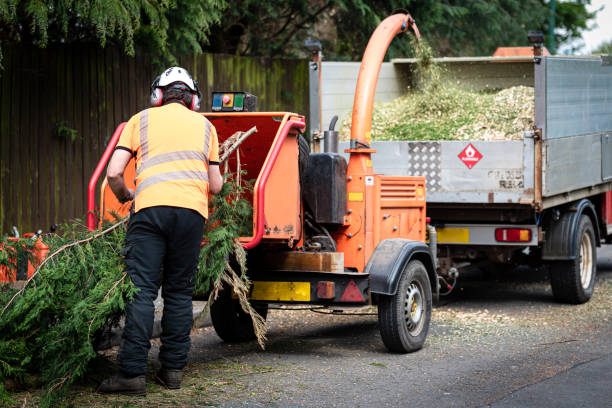 Tree Service Company in Boonville, CA